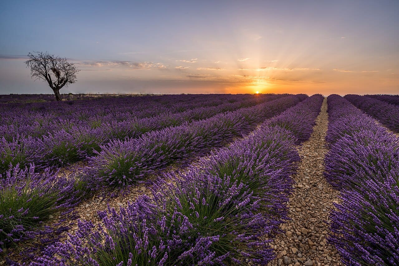 Sénanque Manastırı ve lavanta tarlaları, Provence